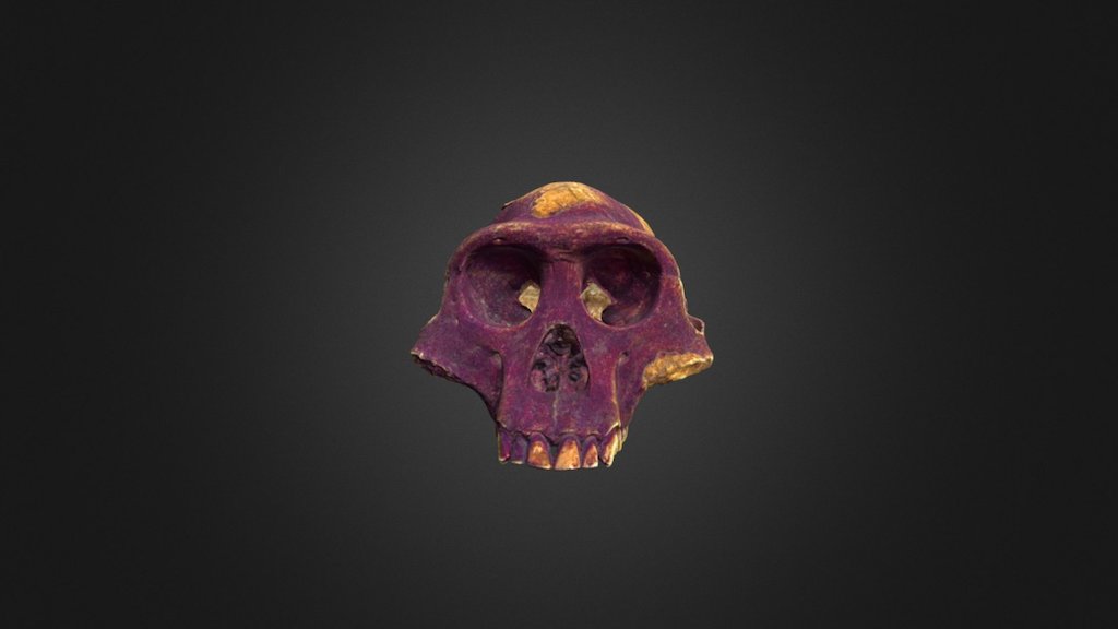 AL 288 cranium