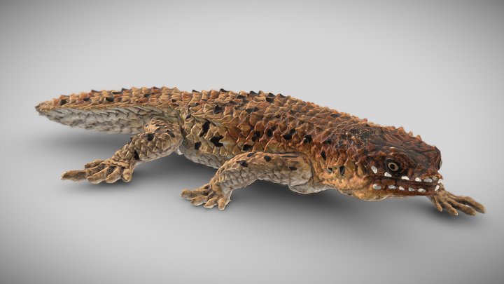 Skink Photogrammetry Model 3D Model