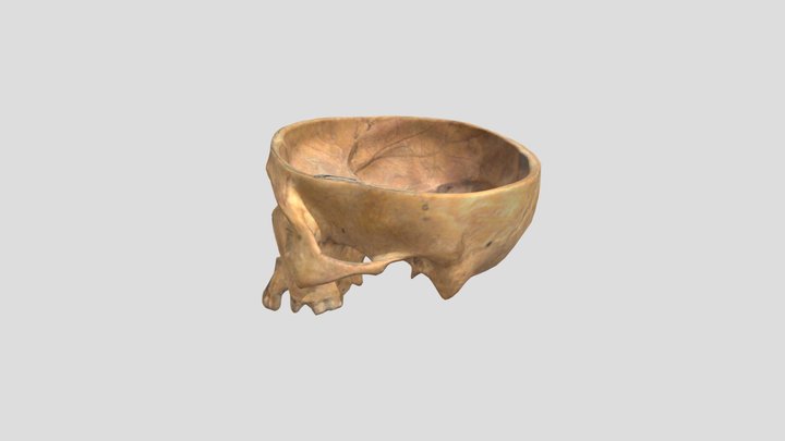 15 Tulang Tengkorak 3D Model