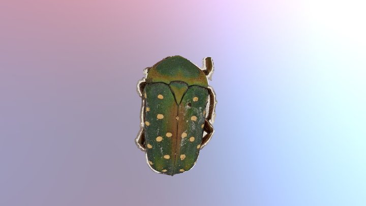 Tiny Bug Half 3D Model