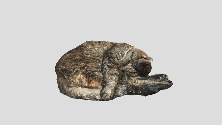 Sleeping Cat 3D Model