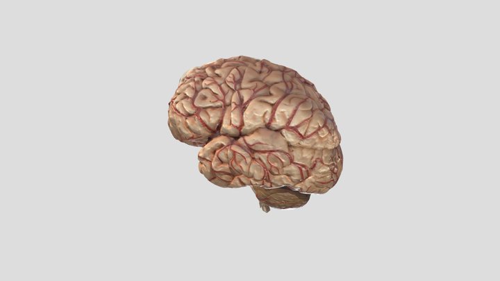 Brain general topography - A 3D model collection by aherrler - Sketchfab