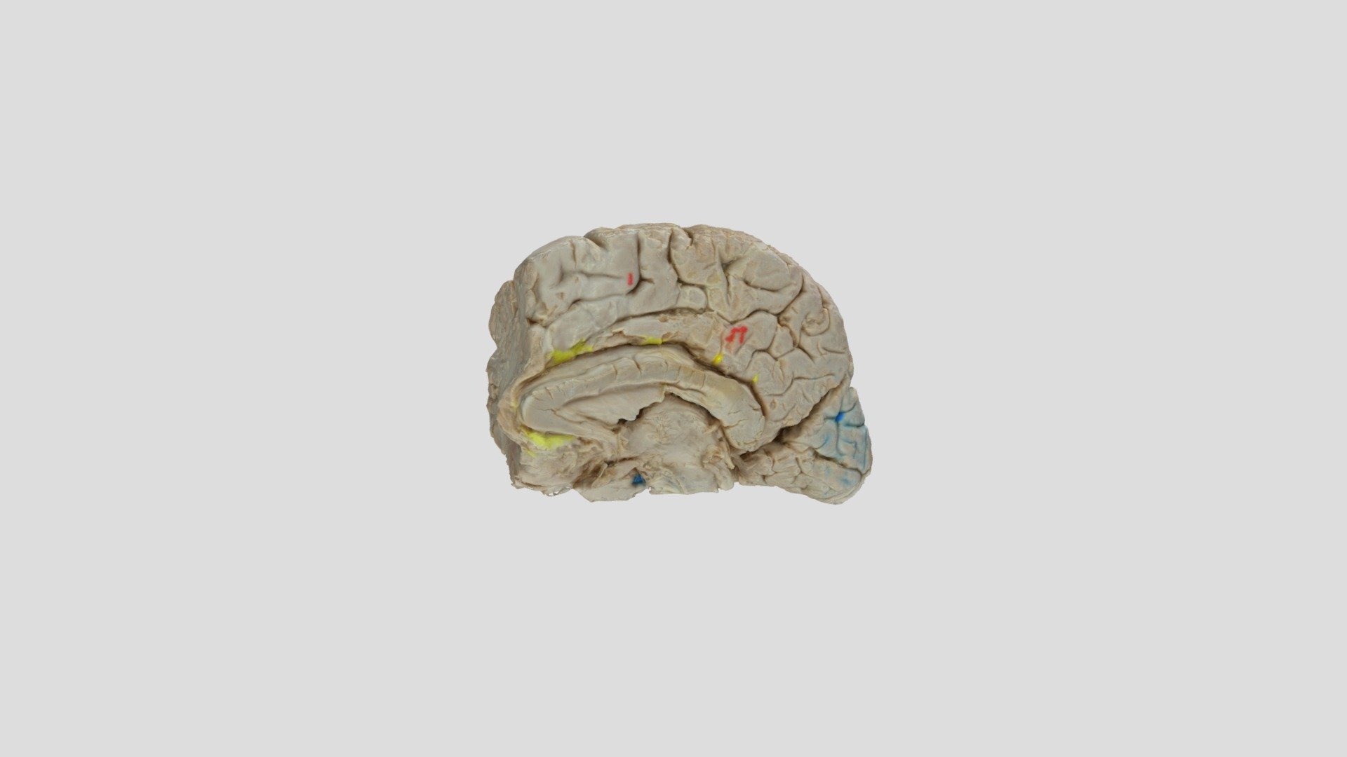 Mozek - sagitální řez - 3D model by kucharm [20462fc] - Sketchfab