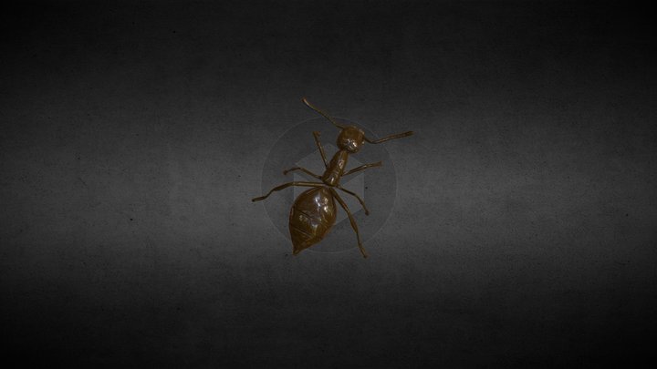 ANT 3D Model