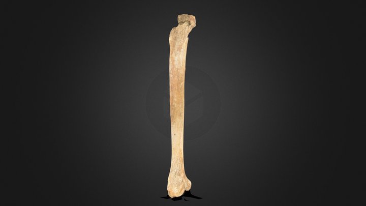 6_right_tibia 3D Model