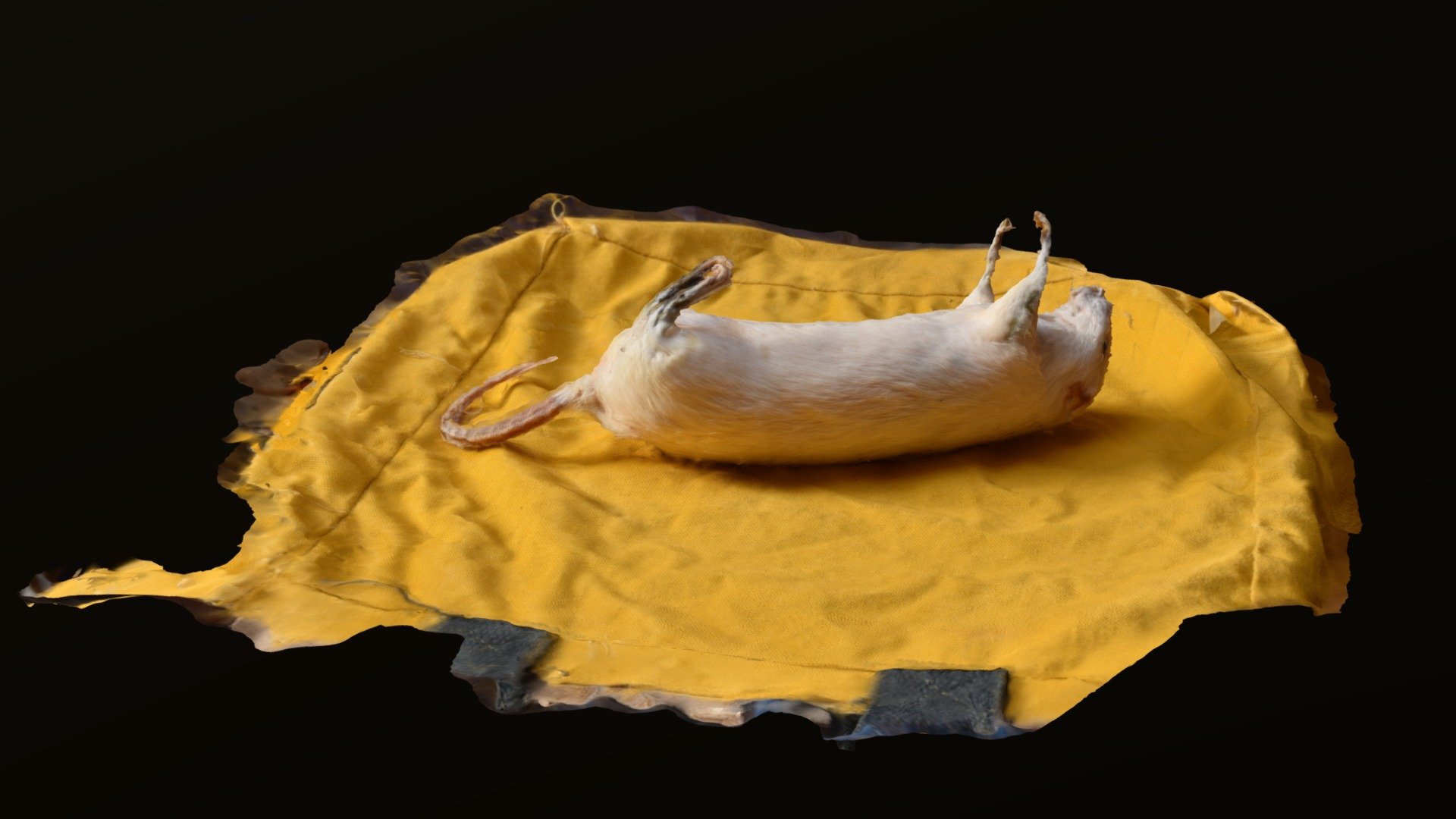 yellow rat back