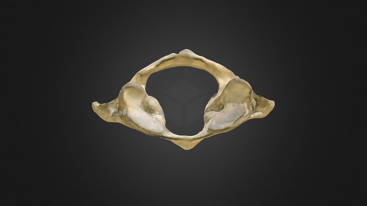 Atlas 3D Model
