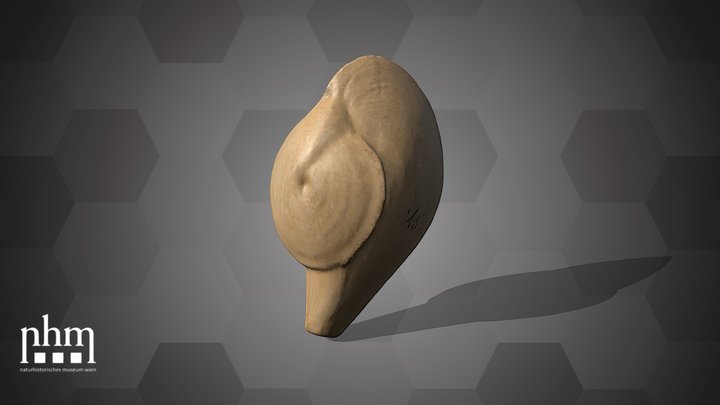 A. striata Model (NHMW-GEO-2025/0095/0097) – Modello 3D gratuito STL