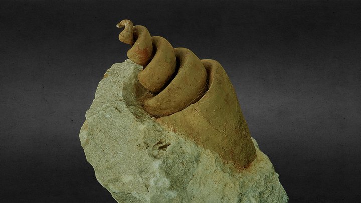 Turitella Strombeus - Sea Snail 3D Model