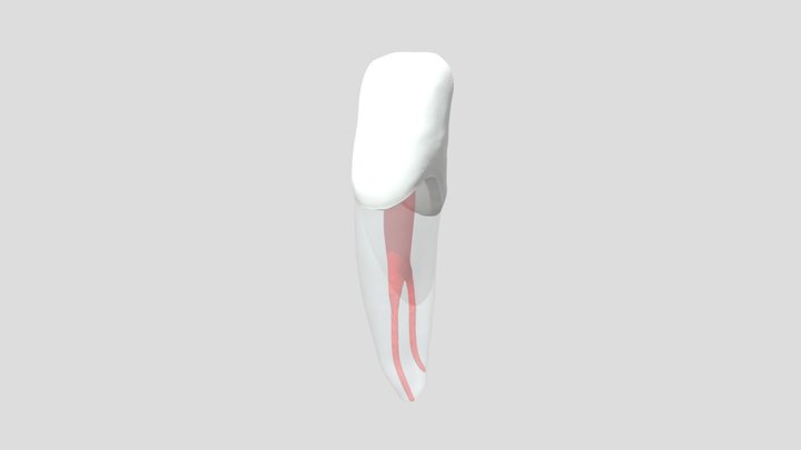 Endodontic #32 3D Model