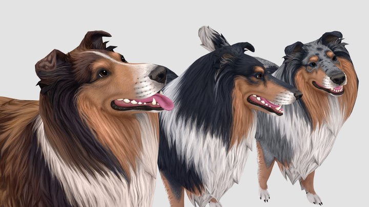 Rough Collies 3D Model