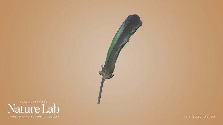 Unknown Feather – Kostenloses 3D-Modell STL