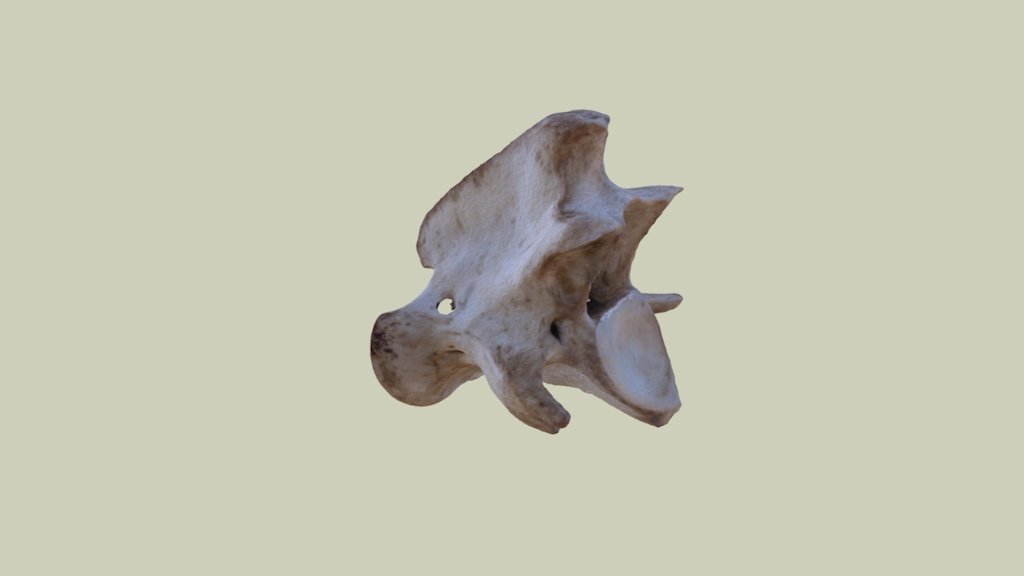 Deer Axis