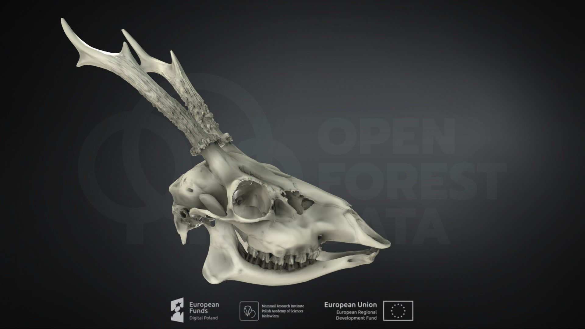 Capreolus capreolus (Roe deer)(Sarna europejska)