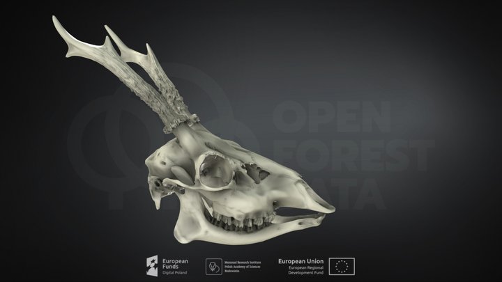 Capreolus capreolus (Roe deer)(Sarna europejska) – Kostenloses 3D-Modell STL
