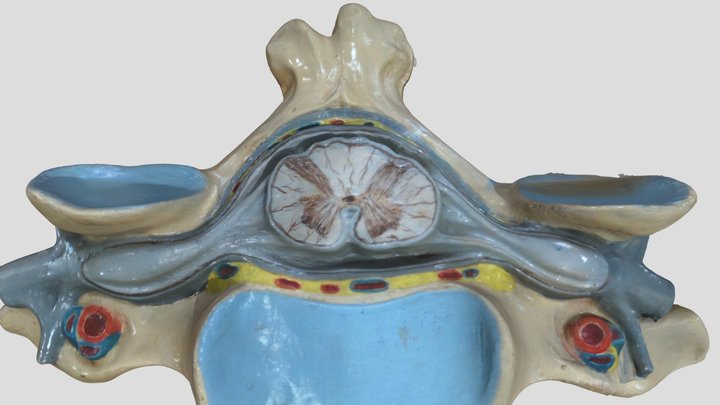 Spinal cord 3D Model