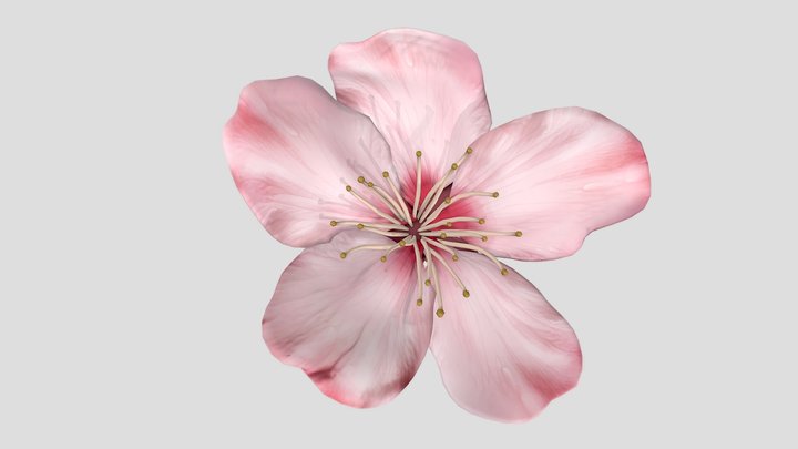 Sakura Flower 3D Model