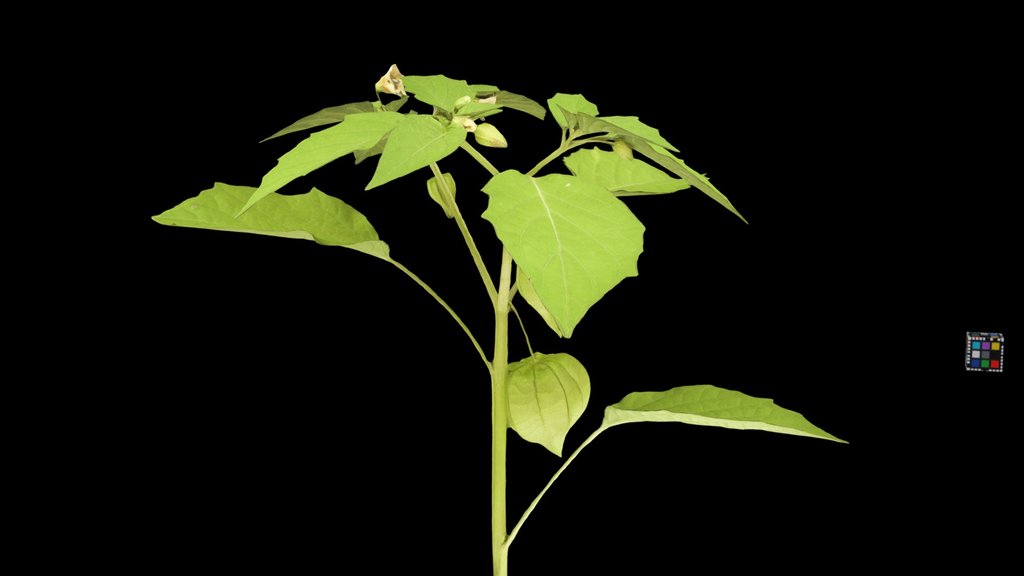 CC0 ヒロハフウリンホオズキ Cutleaf Groundcherry