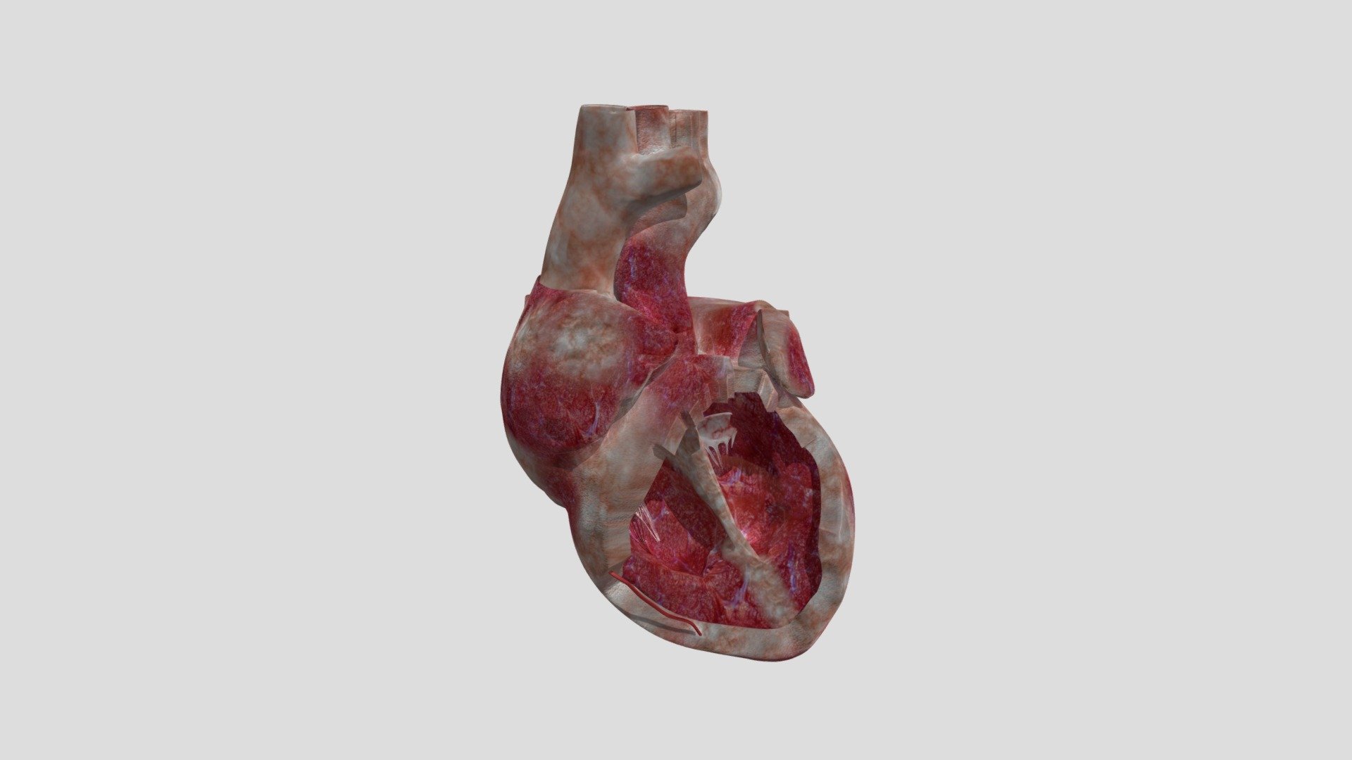 Heart cross section - 3D model by haswanth ram (@haswanth.ommi ...