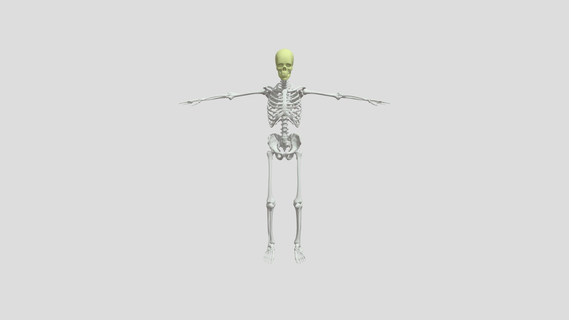 esqueleto-fbx