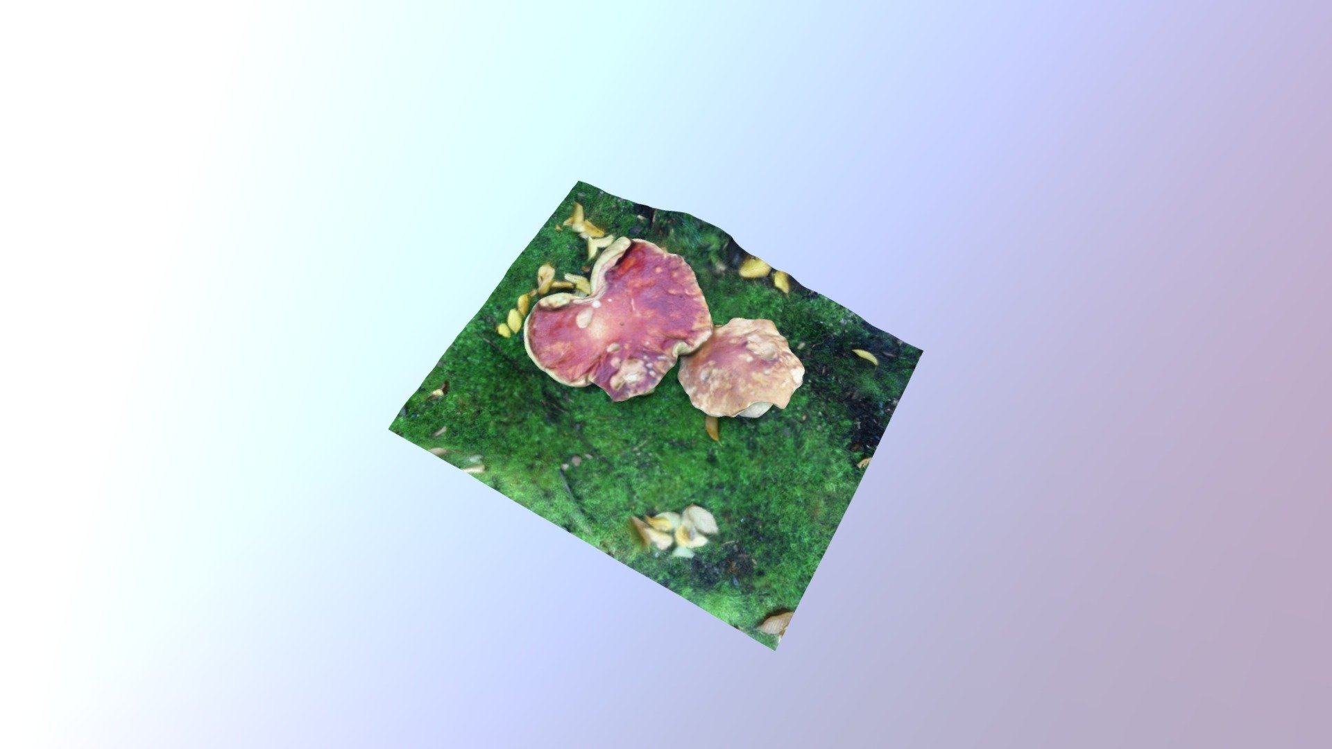 Two Large Mushrooms
