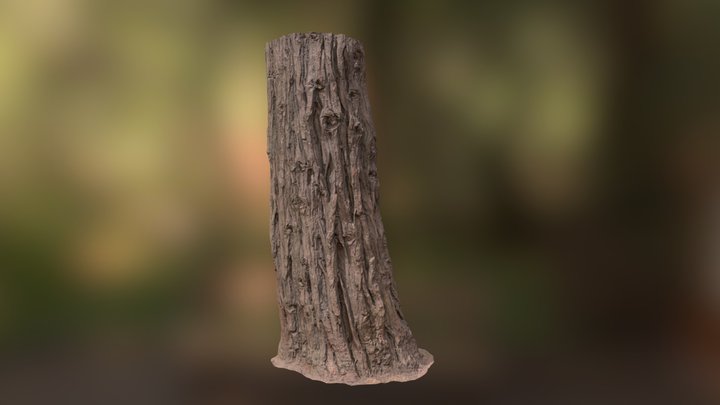 Cypress Pine Trunk 1 Mid Poly 3D Model