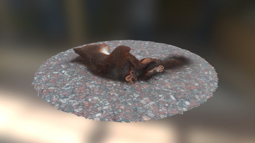 Roadkill — Sketchfab embed 3D viewer