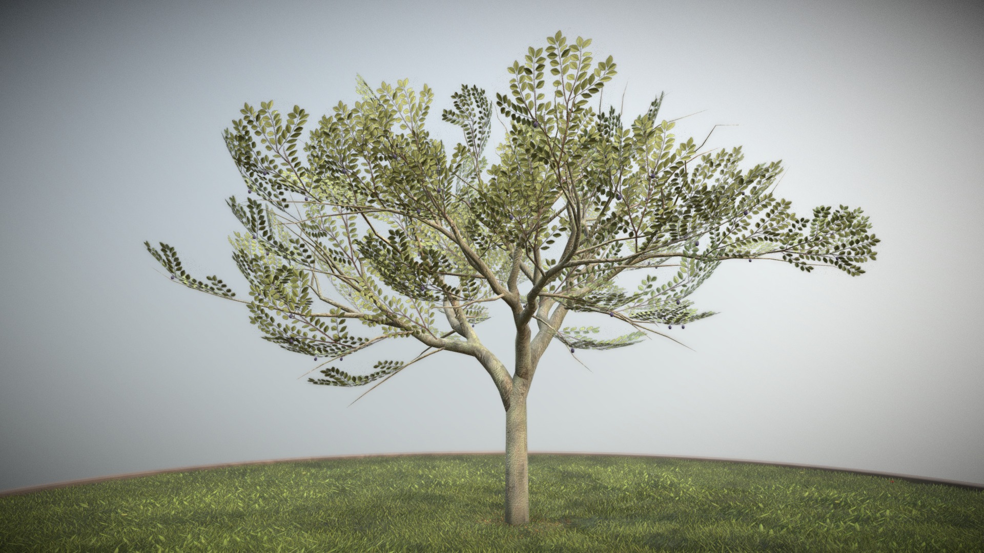 3D model Pflaumenbaum 8 Meter – Sommer - This is a 3D model of the Pflaumenbaum 8 Meter - Sommer. The 3D model is about a tree in a field.