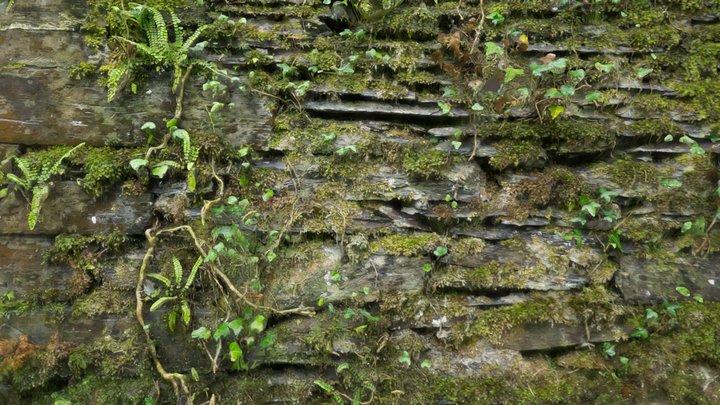 Overgrown Wall Scan – Modello 3D gratuito STL