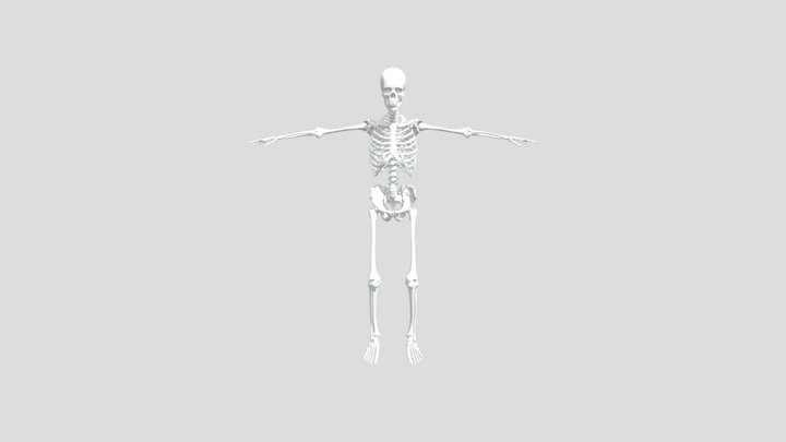 skeletal system 3D Model