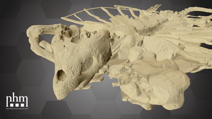 Giant Marine Turtle (NHMW-GEO-1977/1902/0001) – Free 3D Model STL