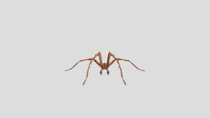 Arachnid Encounter 3D Model