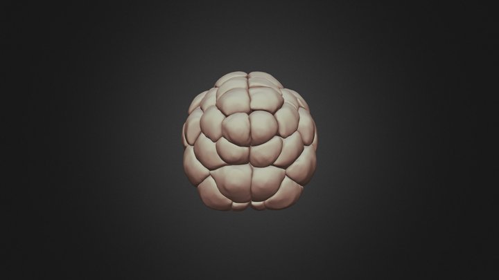 3D Mis 44-cell stage ciona intestinalis Bitplane 3D Model