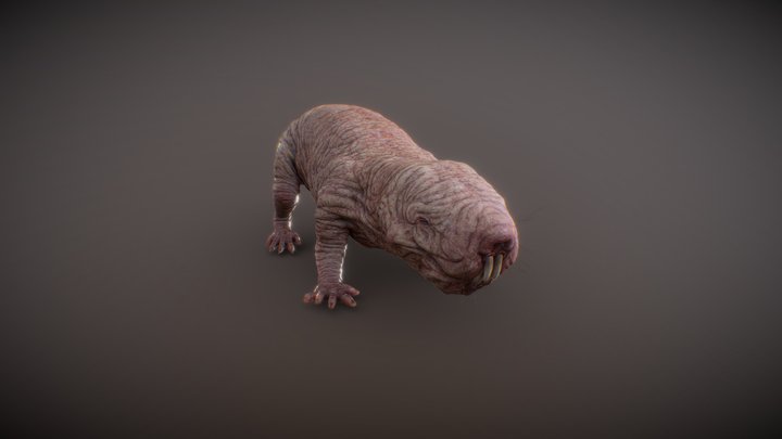 Mole Rat 3D Model