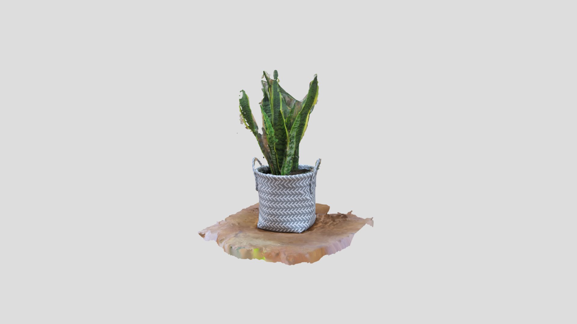 Pot Plant