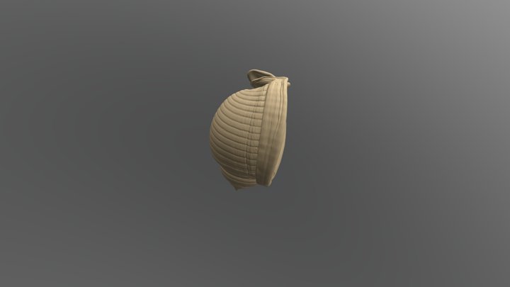 Shell Mesh 3D Model