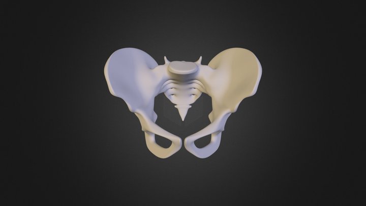 pelvis 3D Model