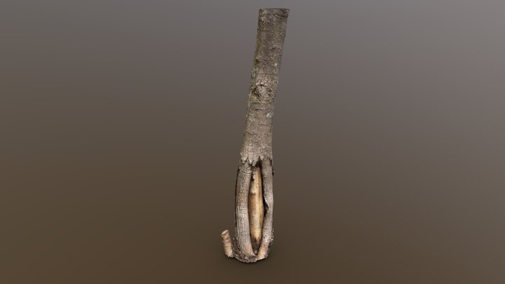 Southern Magnolia - Photogrammetry scan. – Modello 3D gratuito STL