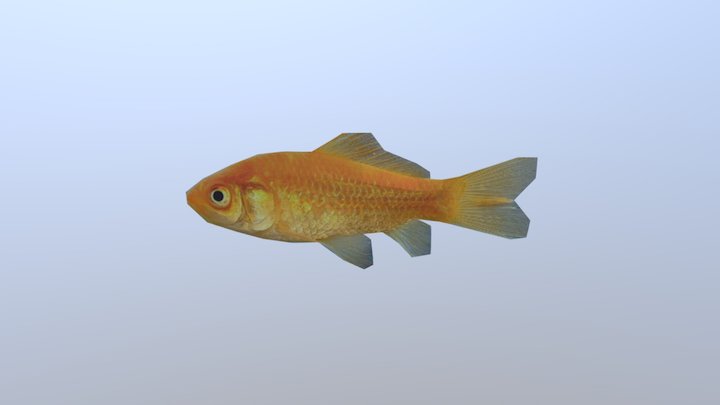 Peixe 3D Model