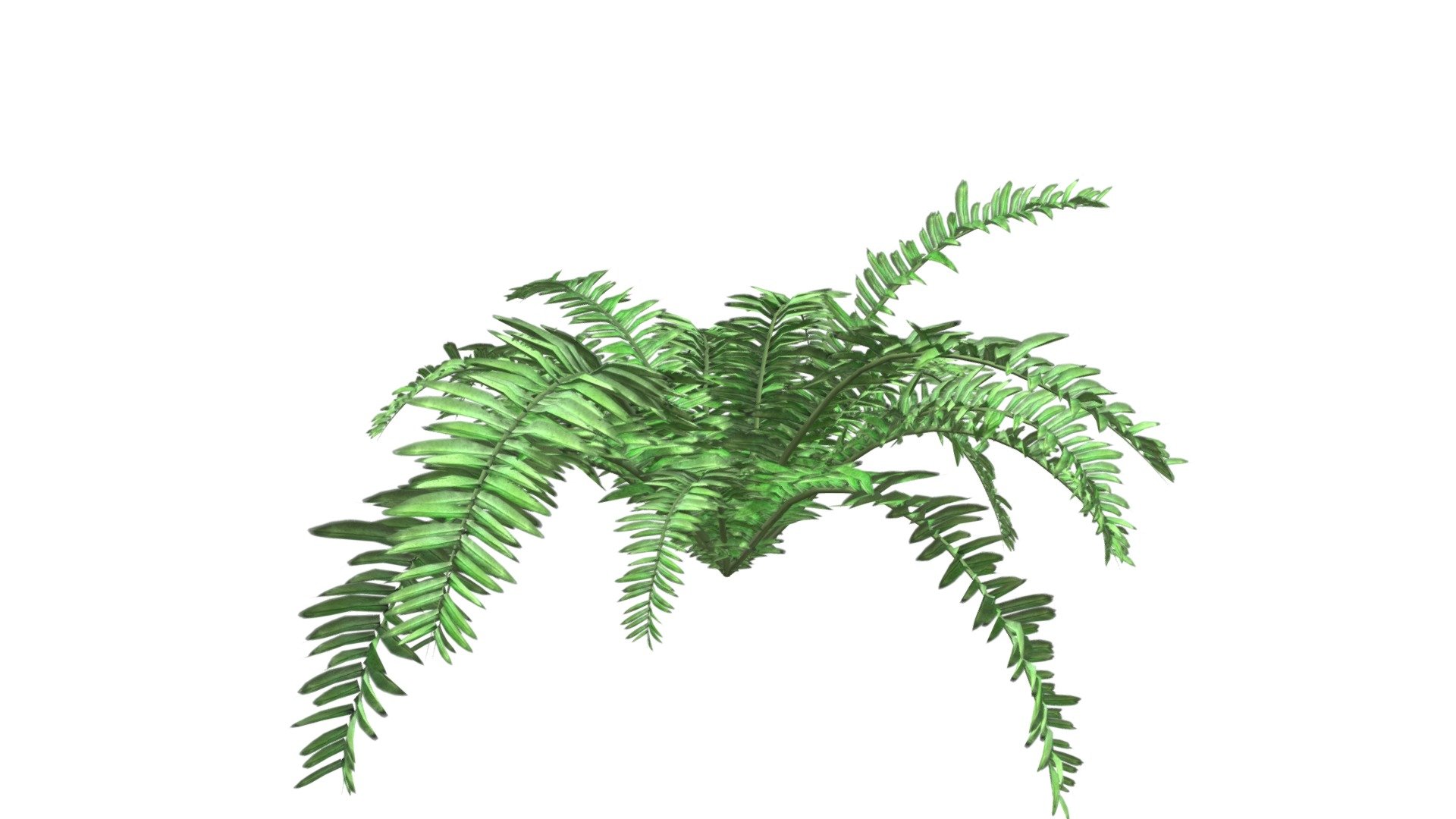 Boston Fern Plant #08 - Buy Royalty Free 3d Model By Meshshape [20821a1 