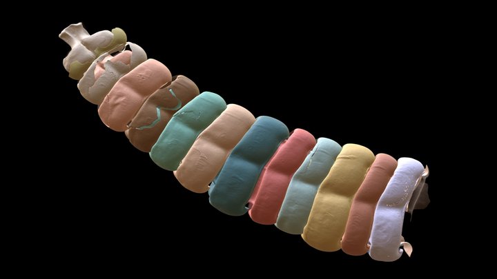 Crotalus atrox - Rattle – Kostenloses 3D-Modell STL