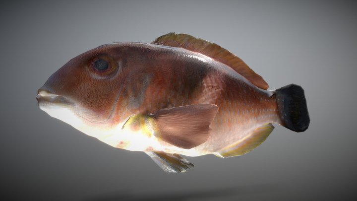 Chorondon_Reduce_Polygons_PV_OCT 3D Model