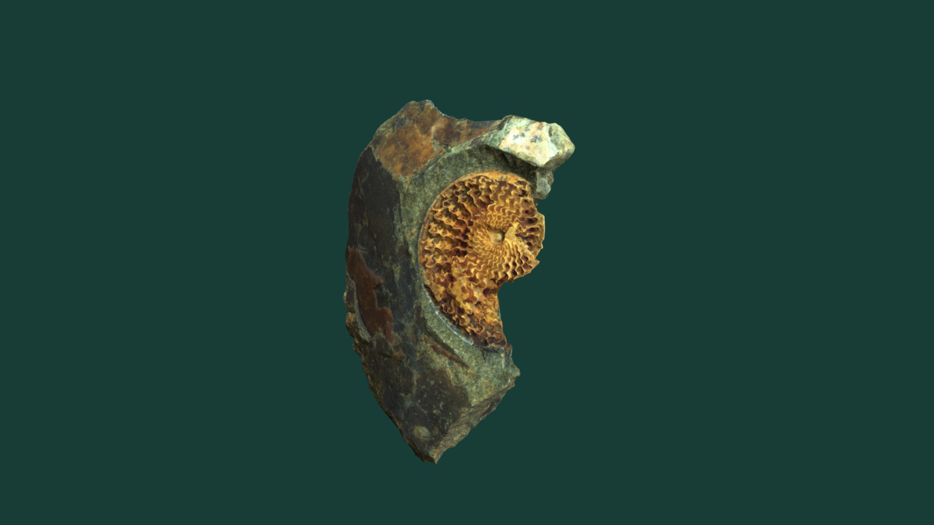 3D model Sphenodiscus sp. – visible septa - This is a 3D model of the Sphenodiscus sp. - visible septa. The 3D model is about a close up of a snake.