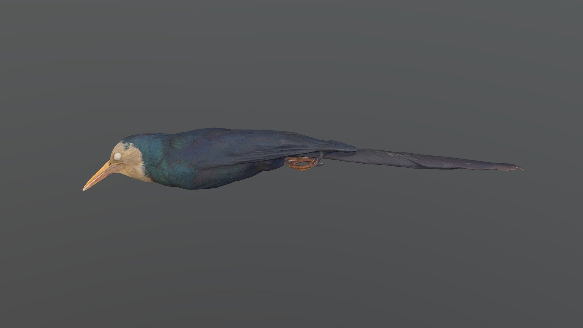 White-headed Woodhoopoe - Phoeniculus bollei