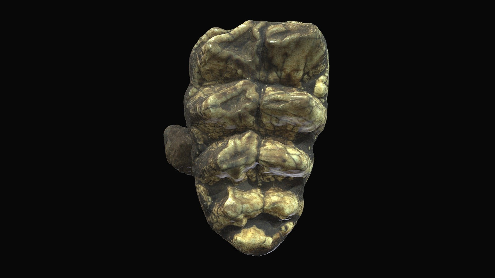 Mastodon, upper 3rd molar. Dane Co., WI