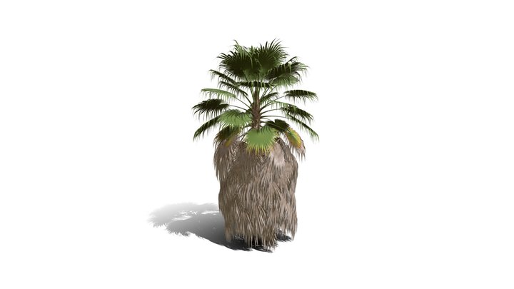 Realistic HD California fan palm (7/25) 3D Model