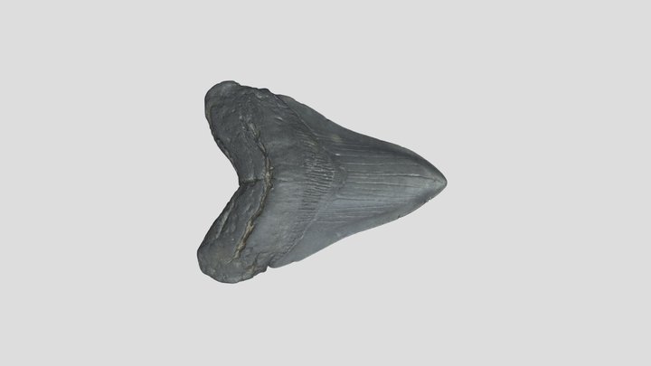 Shark tooth fossil - Carcharocles megalodon(L55) 3D Model