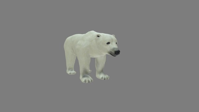 Полярный медведь 3D Model