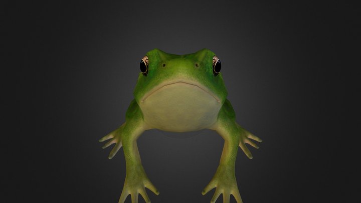 frog 0bjdd 3D Model