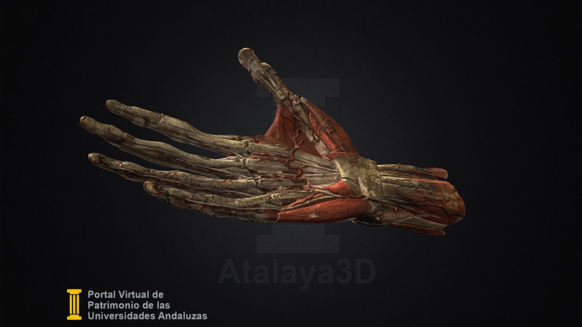 Modelo anatómico de mano derecha humana